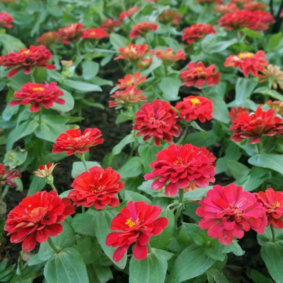 Zinnia F1 Tall Red Summer Flower Seeds