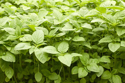 Amaranthus Choulai Green Leaf Microgreens Seeds