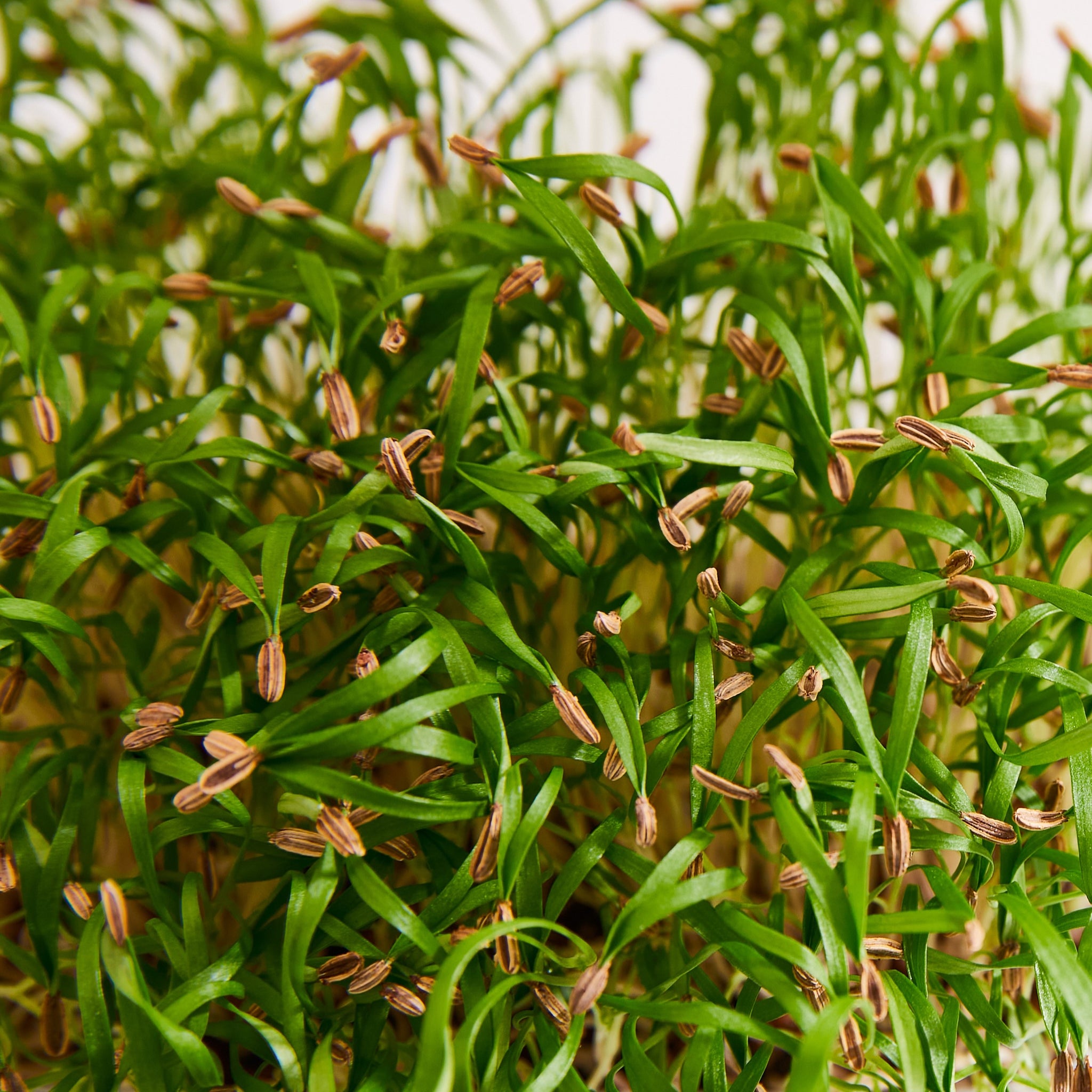 Imported Fennel Leaf Microgreens Seeds