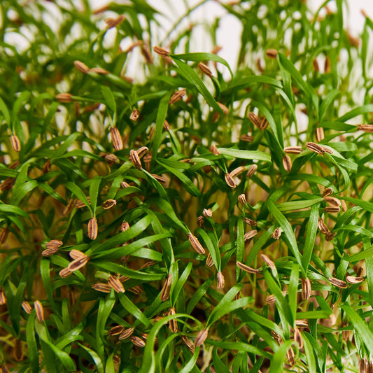 Imported Fennel Leaf Microgreens Seeds