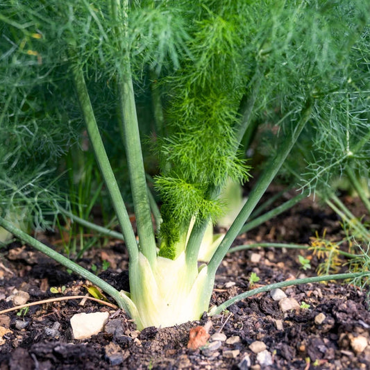 Fennel Fino Bulb Type Herb Seeds