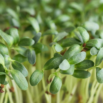 Fenugreek Indian Small Leaf Microgreens Seeds