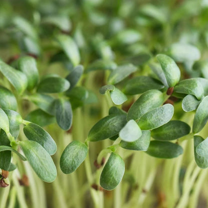Fenugreek Indian Small Leaf Microgreens Seeds