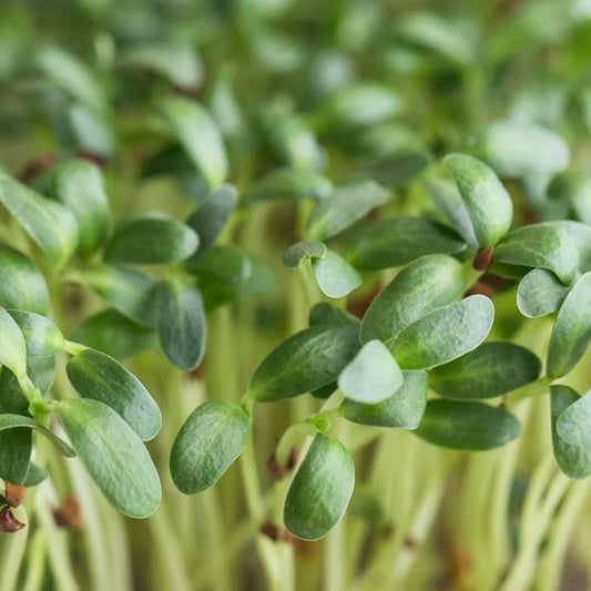 Fenugreek Indian Small Leaf Microgreens Seeds