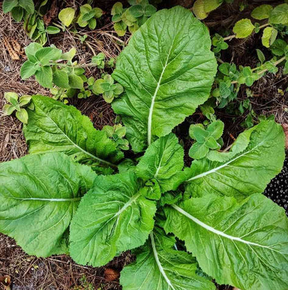 Mustard Florida Broad Leaf Vegetable Seeds