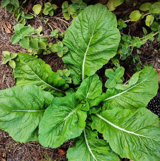 Mustard Florida Broad Leaf Vegetable Seeds