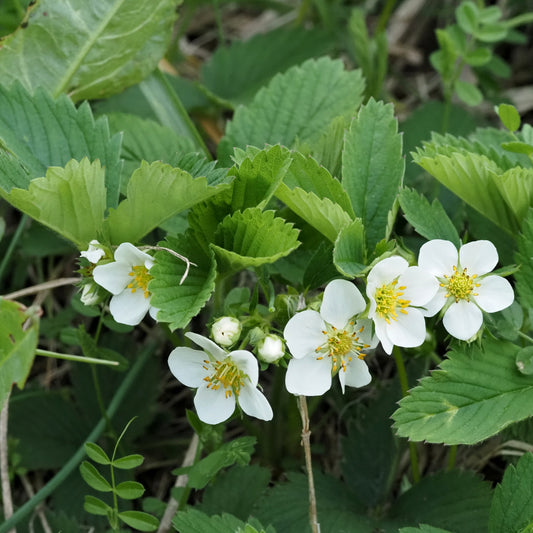 Strawberry Alpine Fragaria Winter Flower Seeds