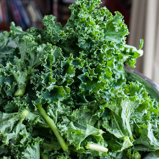 Fresh Kale Leaf (Brassica Oleracea) - Nutritious & Organic Greens Exotic Vegetable Seeds