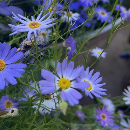 Brachycome Blue Seeds