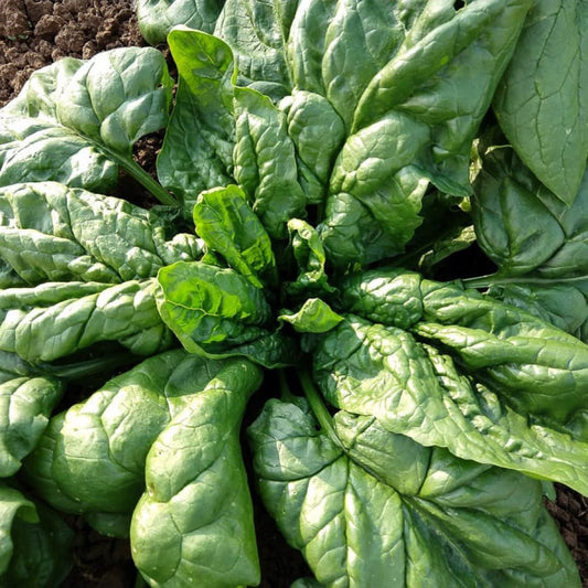 Italian Matador Spinach – Premium Fresh & Tender Organic Spinach Exotic Vegetable Seeds