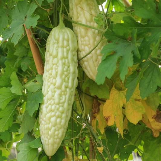 Bittergourd F1 White Long Vegetable Seeds