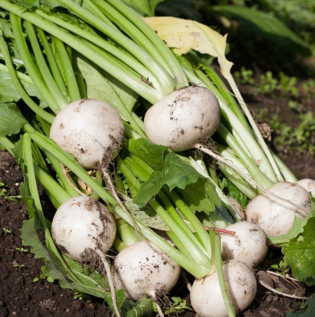Turnip White Microgreens Seeds
