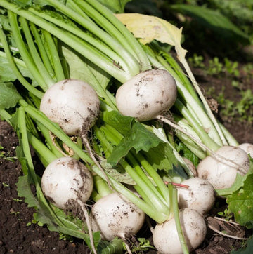 Turnip White Microgreens Seeds