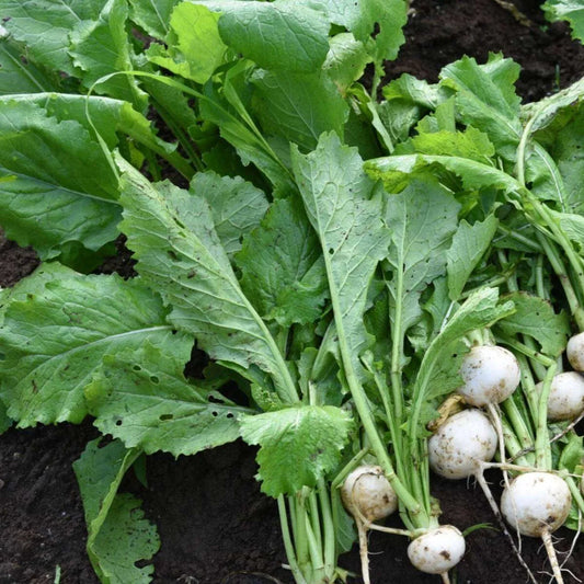 Turnip White Microgreens Seeds