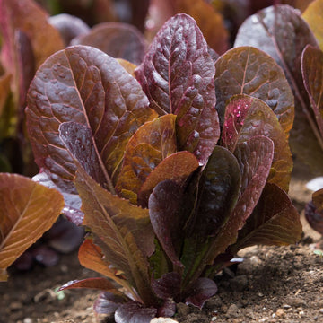 Organic Red Romaine Lettuce – Fresh & Crisp, Farm-to-Table Quality Exotic Vegetable Seeds