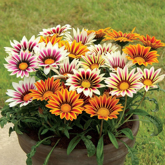 Gazanias Simishine Mixed Winter Flower Seeds