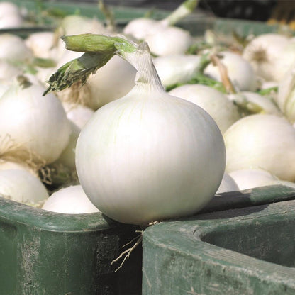 Onion White Globe Vegetable  Seeds