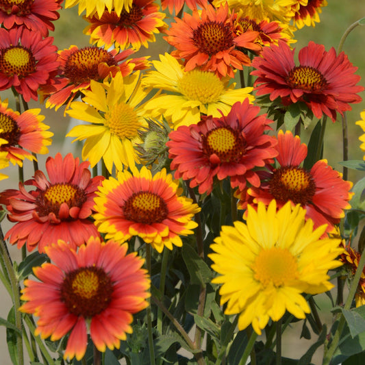 Gaillardia F1 Mixed Summer Flower Seeds