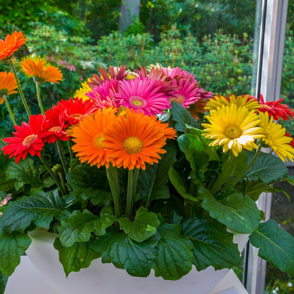 Gerbera Mini Mixed Color Flower Seeds