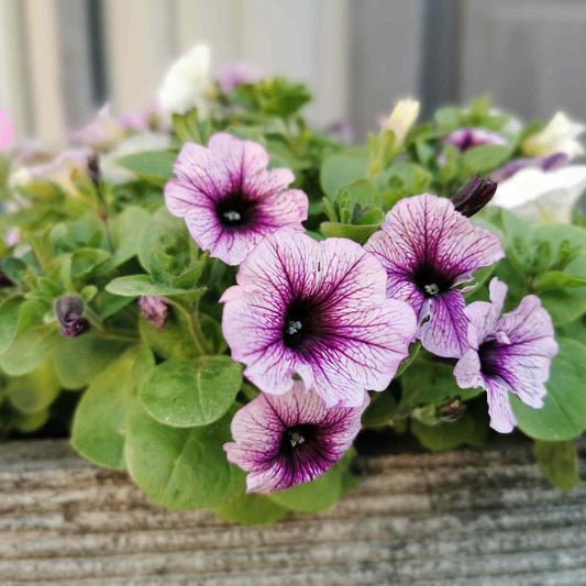 Petunia Grandiflora Purple Winter Flower Seeds