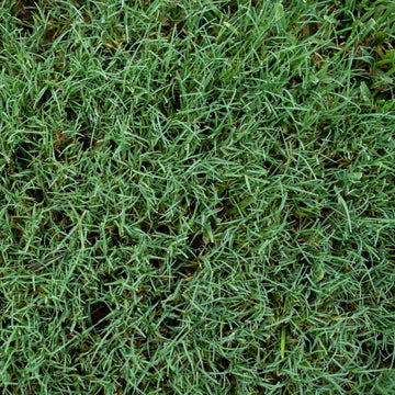 Premium Bermuda Lawn Grass – Perfect for Lush Green Lawns Exotic Vegetable Seeds