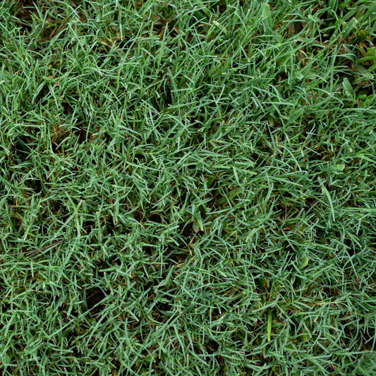 Premium Bermuda Lawn Grass – Perfect for Lush Green Lawns Exotic Vegetable Seeds