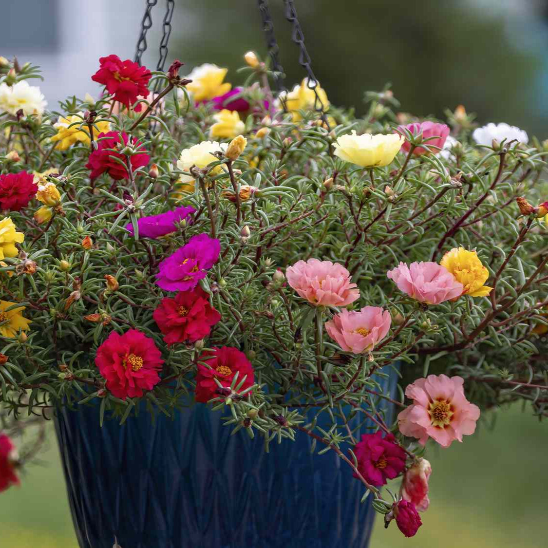 Portulaca F1 Mixed Summer Flower Seeds