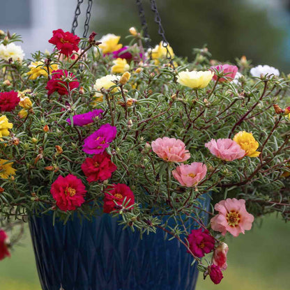 Portulaca F1 Mixed Summer Flower Seeds