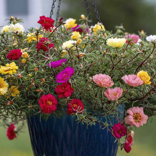 Portulaca F1 Mixed Flower Seeds
