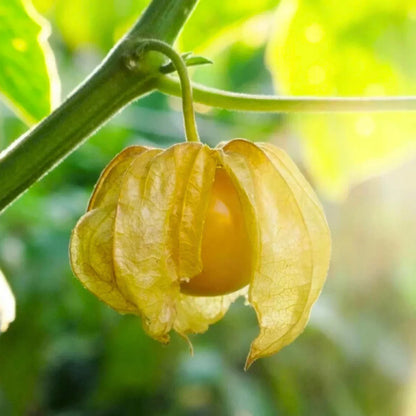 Cape Gooseberry Fruits Seeds
