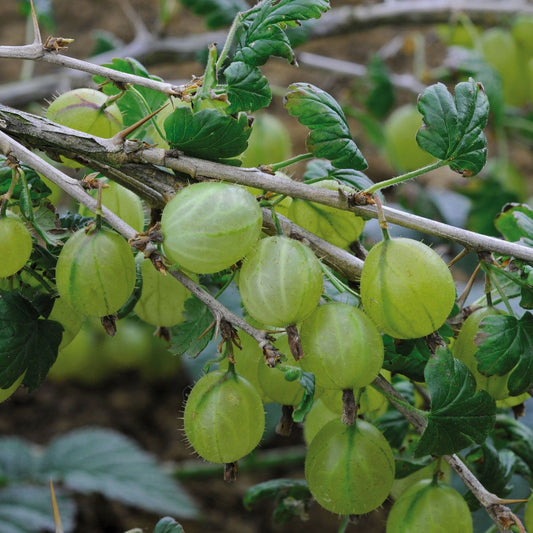 Fresh Gooseberry Seeds - Organic & High-Quality for Your Home Garden