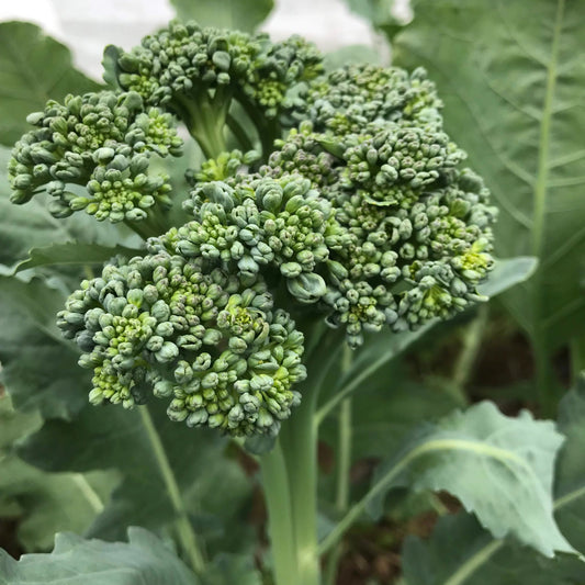 Green Sprouting Calabrese Broccoli Microgreens Seeds