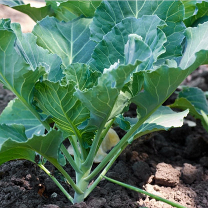Collard-Swiss Chard Green Microgreens Seeds