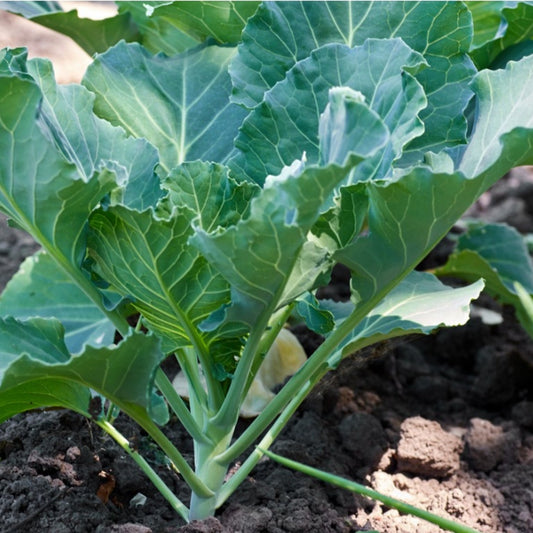 Collard-Swiss Chard Green Microgreens Seeds