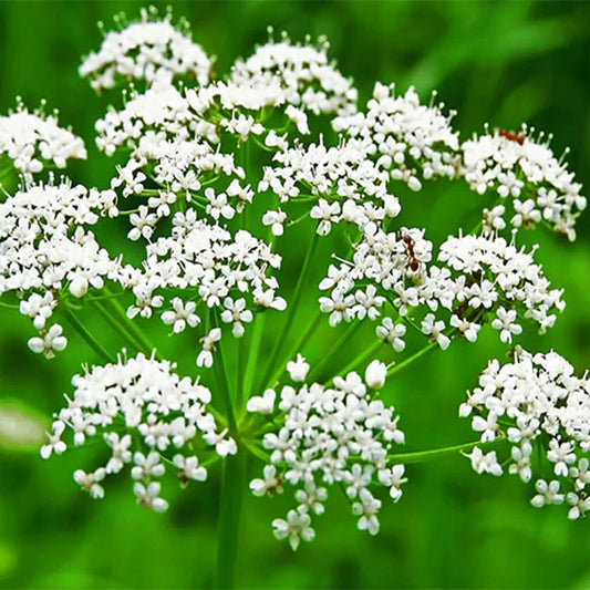 Chervil Imported Herb Seeds