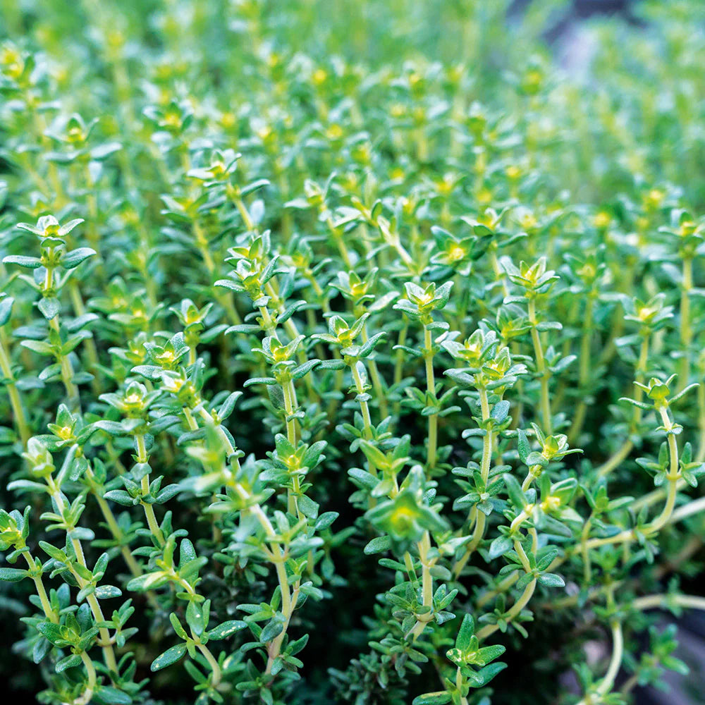 Premium Imported Thyme Herb Seeds
