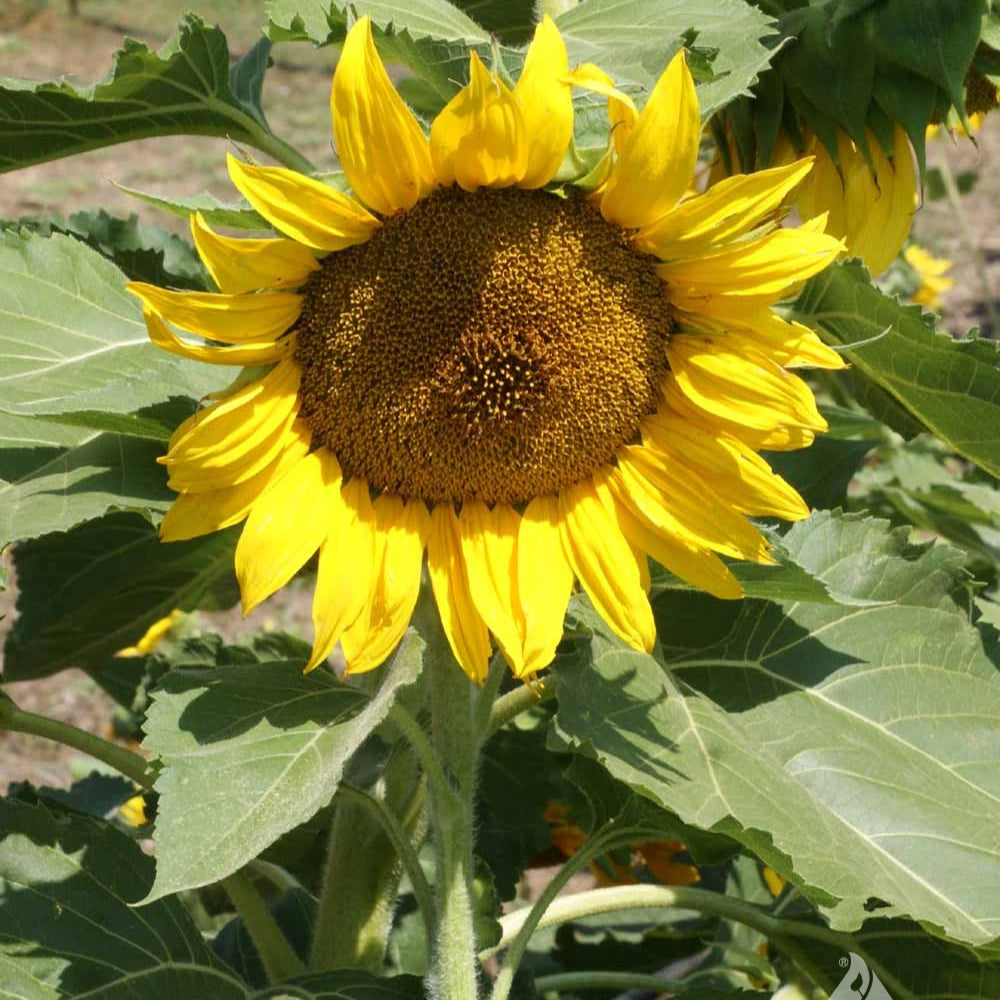 Sunflower Sunspot Summer Flower Seeds