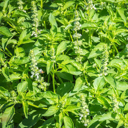 Lemon Basil Herb Seeds