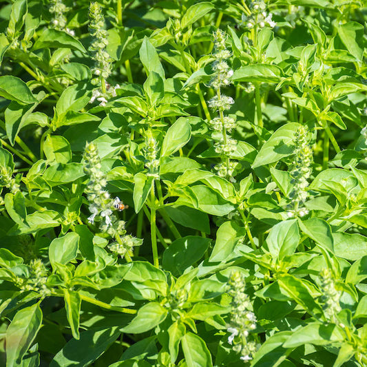 Lemon Basil Herb Seeds