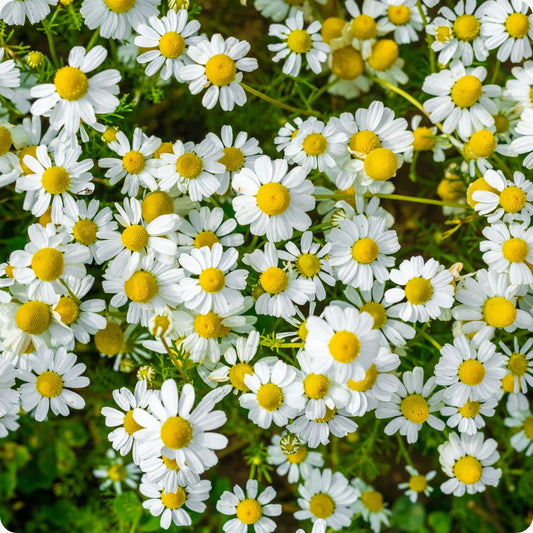 Premium Chamomile Imported Microgreens Seeds