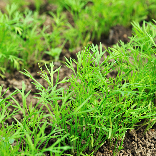 Hercules Imported Dill Microgreens Seeds
