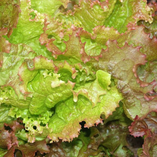 Prize Head Leaf Microgreens Seeds - Fresh, Nutritious Lettuce Salad Starter