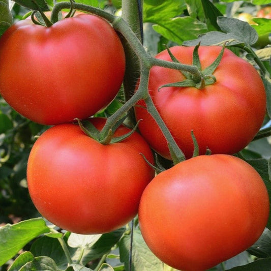 Tomato Heirloom Petomech Vegetable Seeds