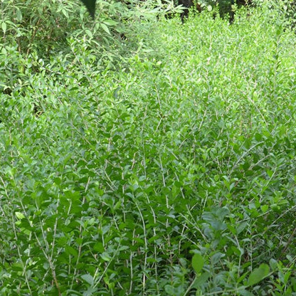 Mehendi Heena Leaves Herb Seeds