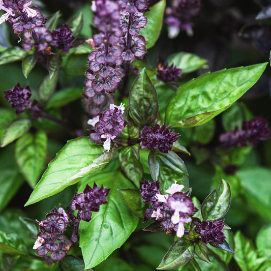 Basil Mixed Green and Purple Leaf Microgreens Seeds