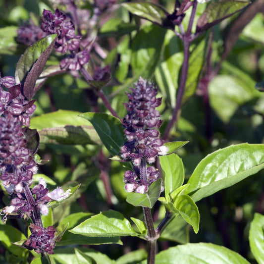 Basil Mixed Green and Purple Leaf Microgreens Seeds