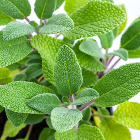 Sage Imported Broad Leaf Microgreens Seeds