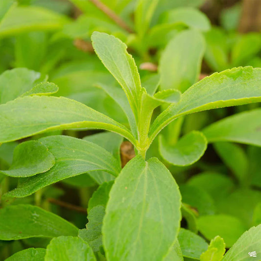 STEVIA SWEET LEAVES Herb Seeds