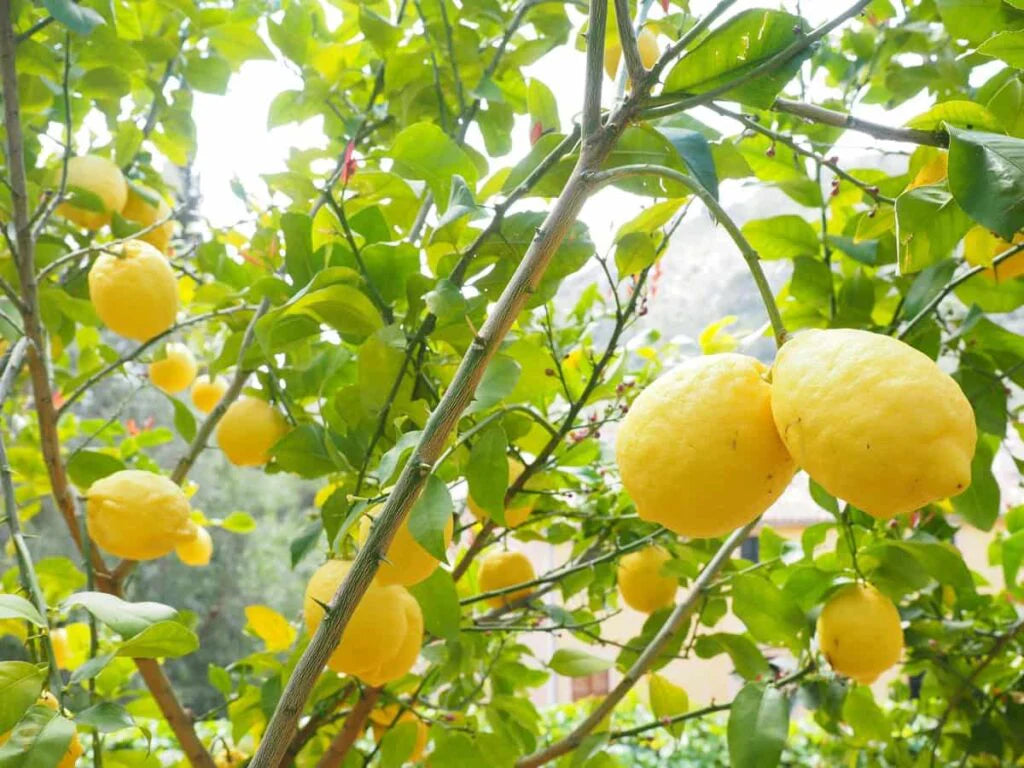 Citrus Galgal Fruit Seeds