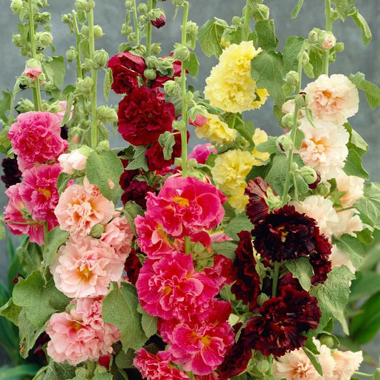 Hollyhock Mixed Winter Flower Seeds